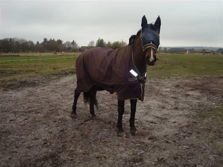 Polsk Varmblod Harfiarz/Toke død 2010 - Hej Hej billede 4