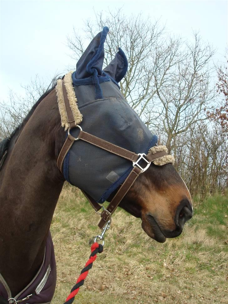 Polsk Varmblod Harfiarz/Toke død 2010 - Der er altså en grund til at jeg ligner en rummand, jeg skal beskytte min øje så jeg ikke kommer til skade igen.. billede 5