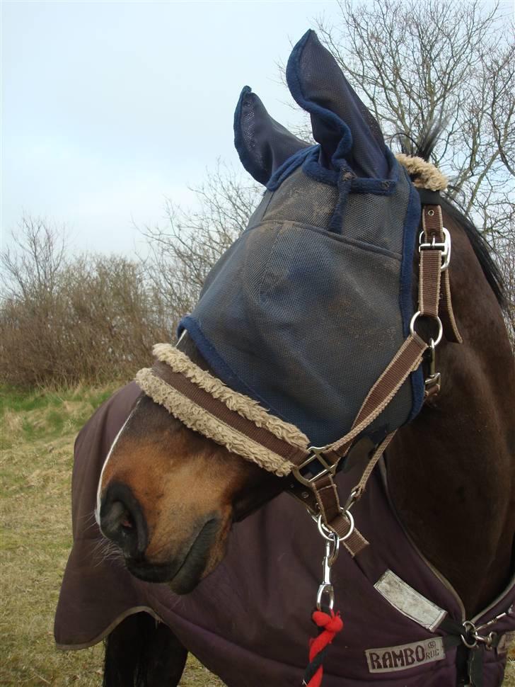 Polsk Varmblod Harfiarz/Toke død 2010 billede 6