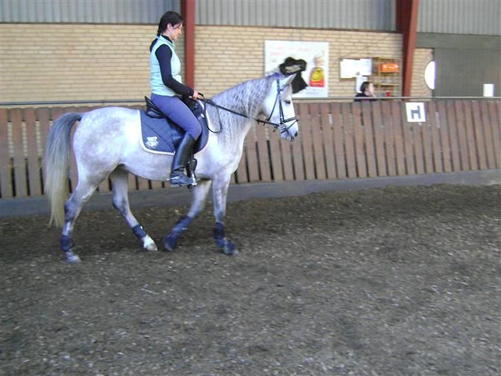 Anden særlig race venus  solgt billede 16