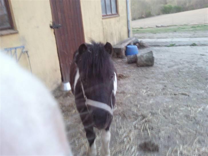 Anden særlig race ferdinand billede 2