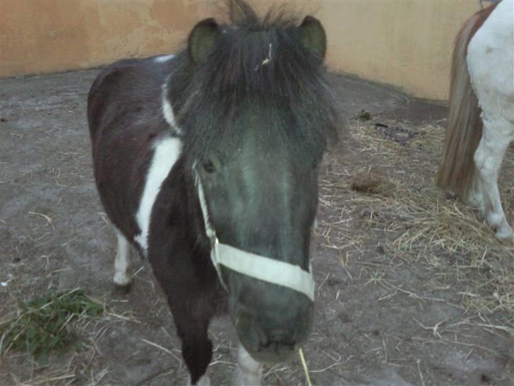 Anden særlig race ferdinand billede 3