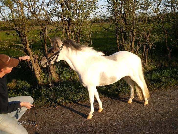 Dansk Miniature Tjørnelund's Jasmin - Mor kom desværre med på billedet, men pcén ville ikk li redigere=/ billede 18