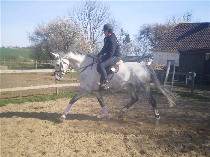 Hollandsk Varmblod Quick Silver(sendt tilbag - den hest er bare for lækker! Ö billede 3