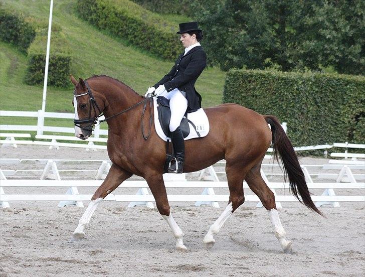 Hannoveraner Son Altesse Avero - 6 års championat  billede 9