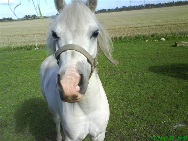 Anden særlig race Digo  - 14) SÅ nutted! <3<3 billede 14
