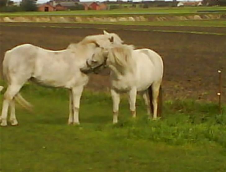 Anden særlig race Digo  - 15) Dabbi & Digo - Fætter og kusine xp<3. billede 15