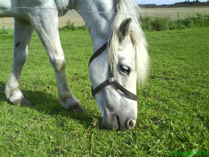 Anden særlig race Digo  - 16) Dagen´s optur - M A D !! :D <3. billede 16