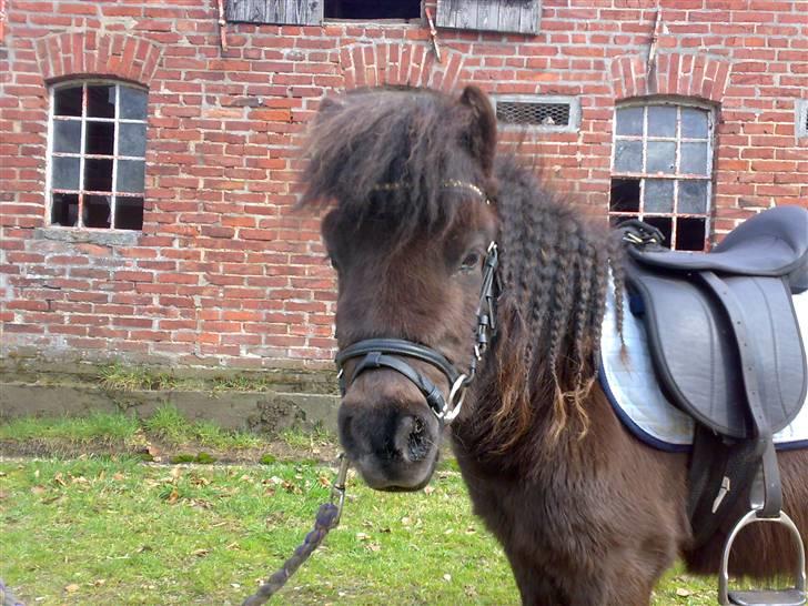 Shetlænder Ronja - Hej jeg hedder Ronja. :o) billede 1