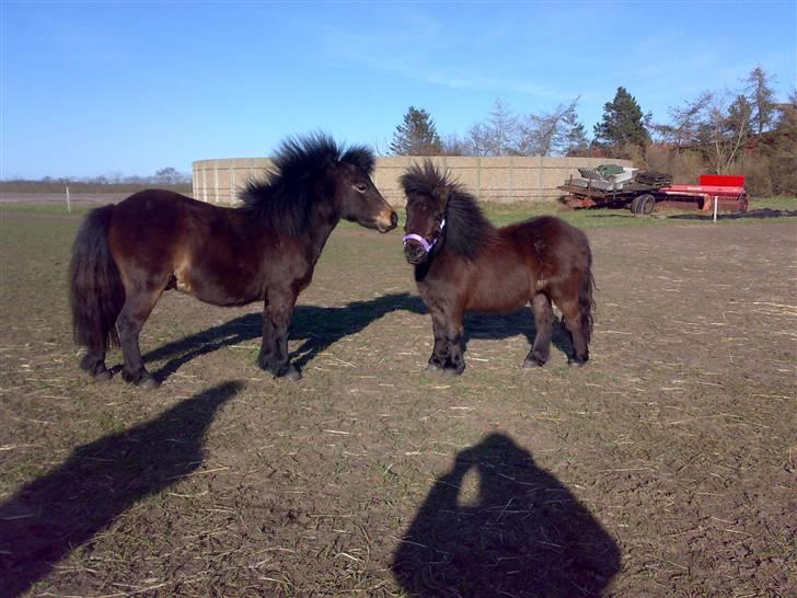 Shetlænder Ronja - Max og Ronja. Er de ikke bare søde sammen. ;o) billede 2