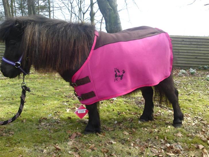 Shetlænder Ronja - Ronja skulle prøve sit fine nye dækken, men den var desværre for lille. billede 3