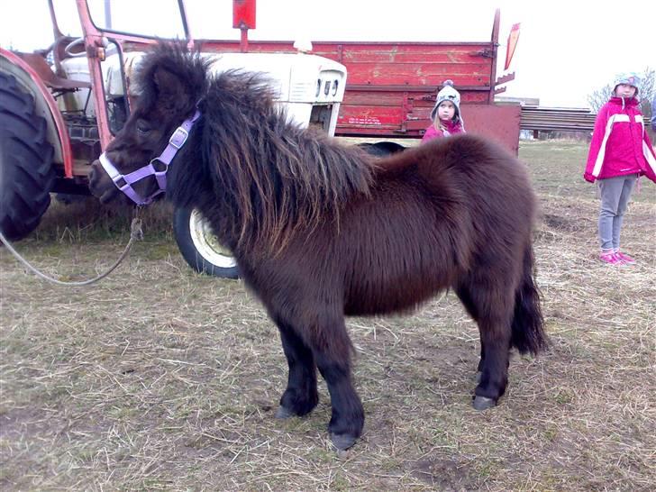 Shetlænder Ronja - Hos tidligere ejere. Vi var ude at besøge Ronja igen, inden vi hentede hende hjem. billede 4