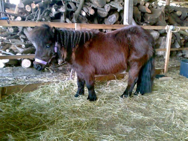 Shetlænder Ronja - Her er Ronja lige blevet striglet og nusset lidt om og Camilla flettede hendes man. :o) billede 7