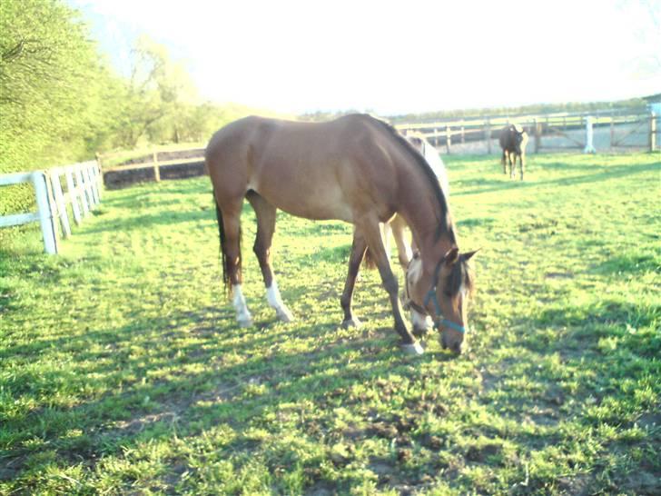 Anden særlig race Donna Cydinor billede 14