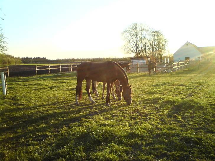 Anden særlig race Donna Cydinor billede 15