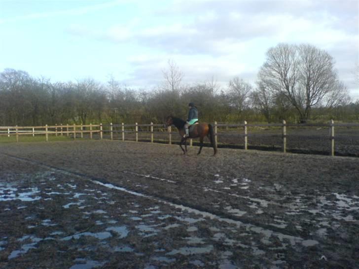 Anden særlig race Donna Cydinor billede 16