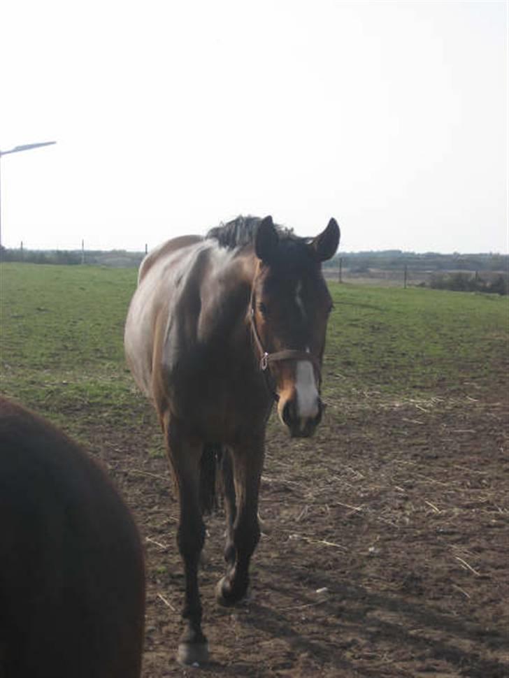 Dansk Varmblod Anneksgårds Feline billede 13