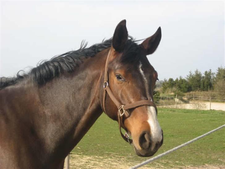 Dansk Varmblod Anneksgårds Feline billede 14