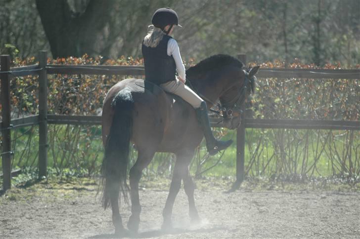 New Forest Sandie Ladager  - Lidt dressur uden sadel :P billede 3