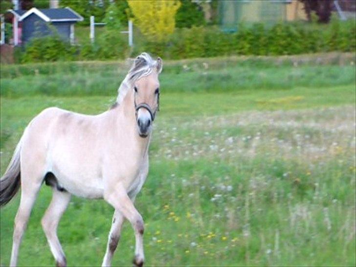 Fjordhest Laybourns yellow nemo ( solgt ) billede 2