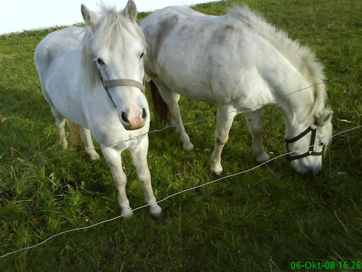 Anden særlig race Digo  - 17) Det er billede er også på Dabbi´s profil ;D. billede 17