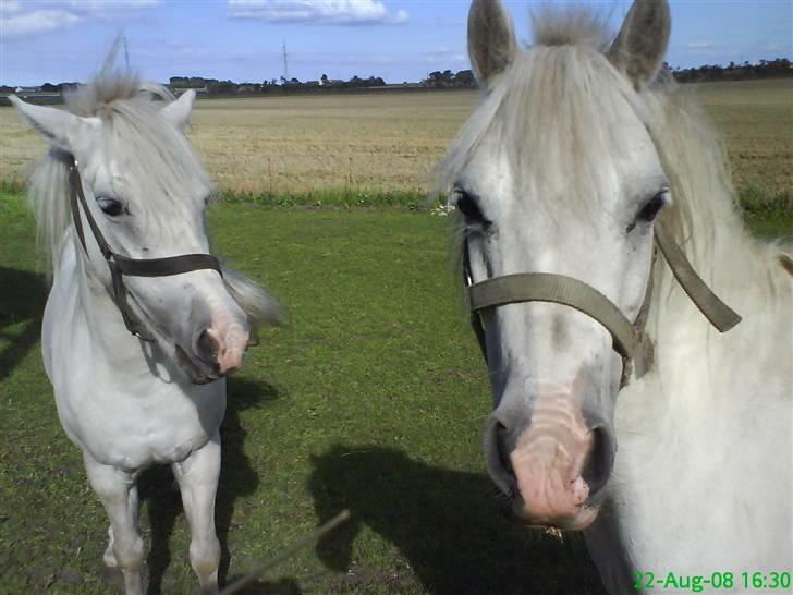 Anden særlig race Digo  - 18) Haha, begge ponyer vil være i fokus xD :D billede 18