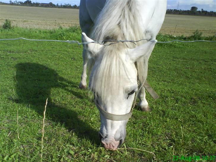 Anden særlig race Digo  - 19) Mere mad! :P billede 19