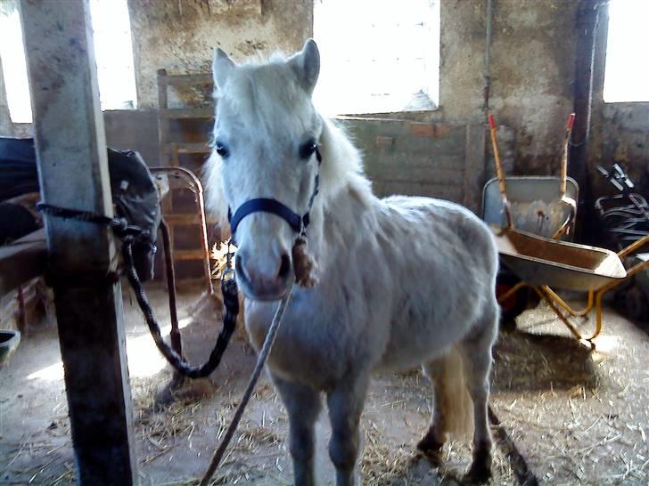 Anden særlig race Digo  - 20) Vi strigler :) billede 20