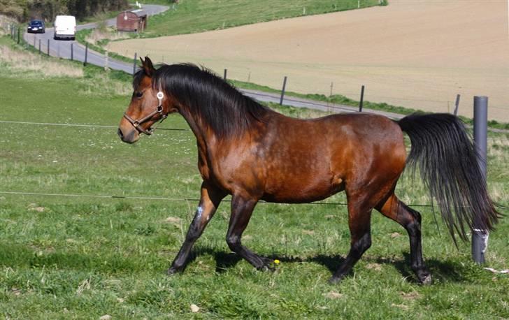 Anden særlig race Sani Cheval - Smukke Sani d. 18/4-09 billede 11