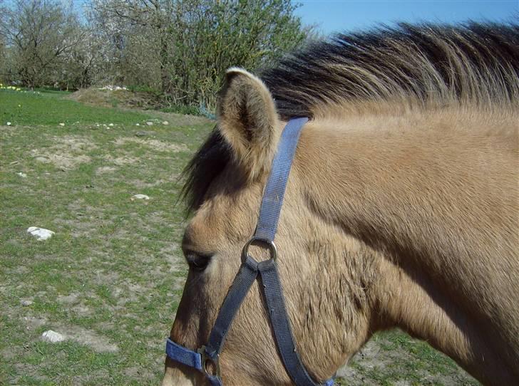 Anden særlig race Julie - Tyran billede 1