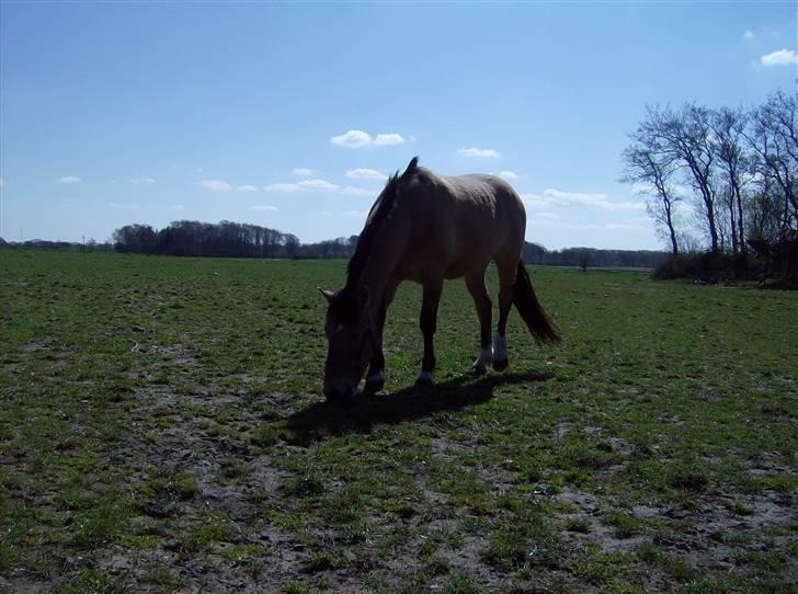 Anden særlig race Julie - Tyran billede 2