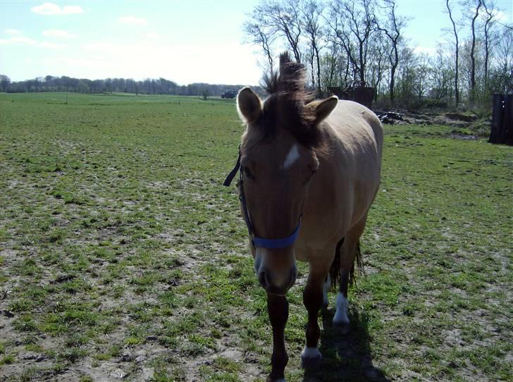 Anden særlig race Julie - Tyran billede 3