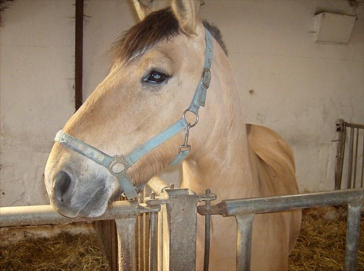 Anden særlig race Julie - Tyran billede 4