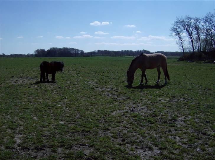 Anden særlig race Julie - Tyran og Mini Yfra billede 5