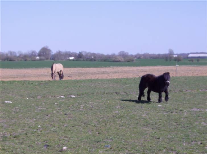 Anden særlig race Julie - Tyran og Mini Yfra billede 7