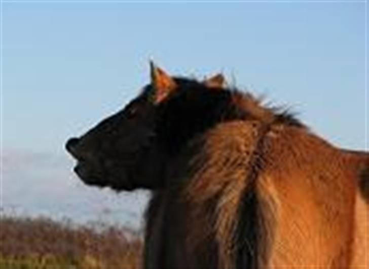 Anden særlig race Julie - Tyran billede 8