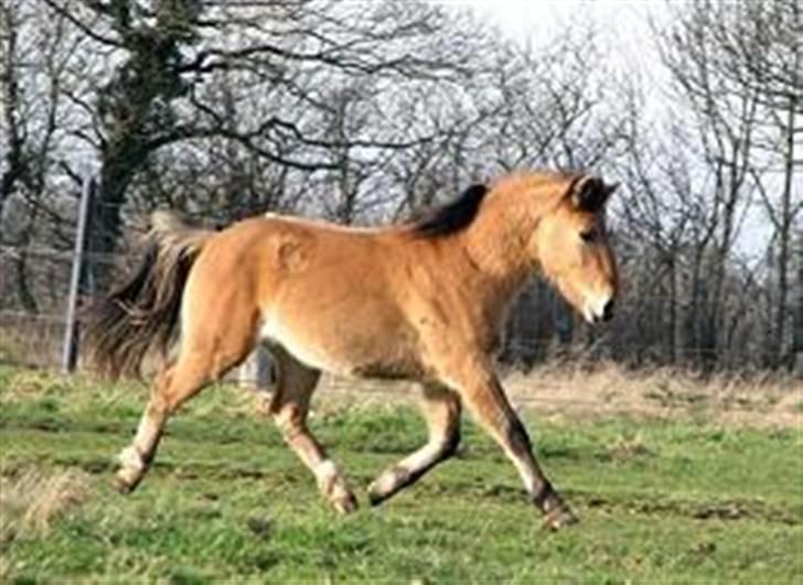 Anden særlig race Julie - Tyran billede 9