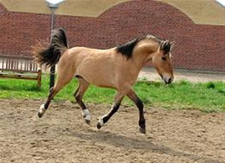 Anden særlig race Julie - Tyran billede 10