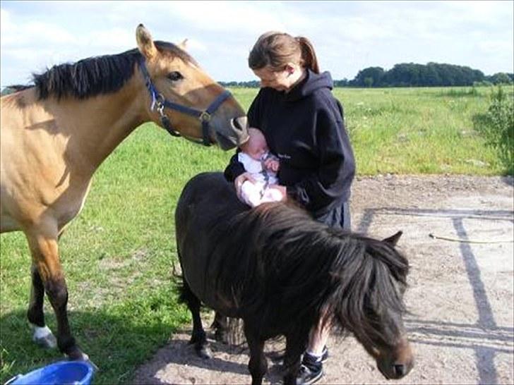 Anden særlig race Julie - Tyran snuser til min datter der er få uger gammel på billedet billede 11