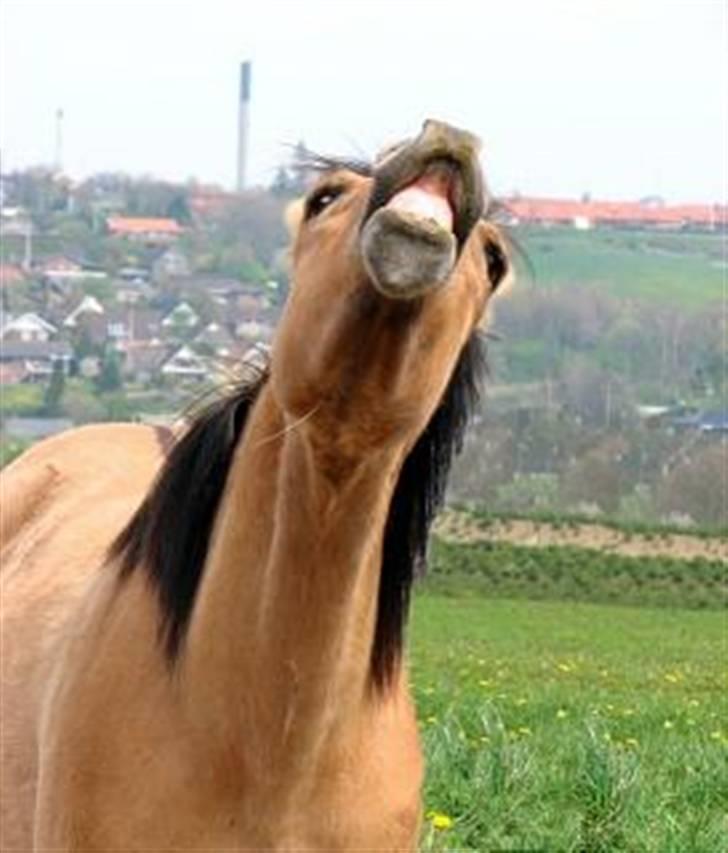 Anden særlig race Julie - Tyran billede 12