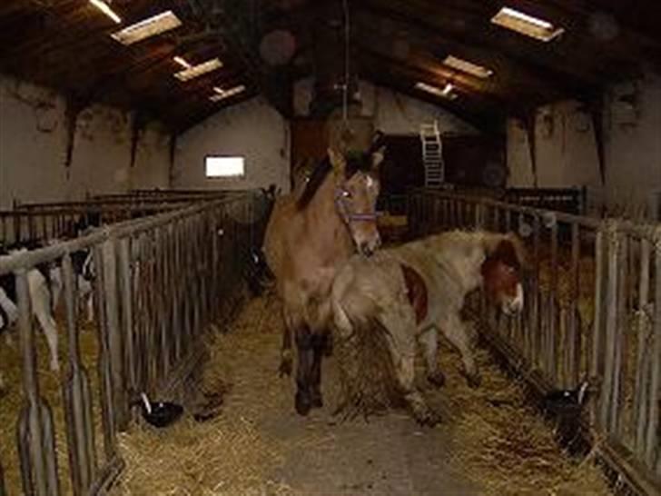 Anden særlig race Julie - Tyran og Angel af Elmegård billede 13