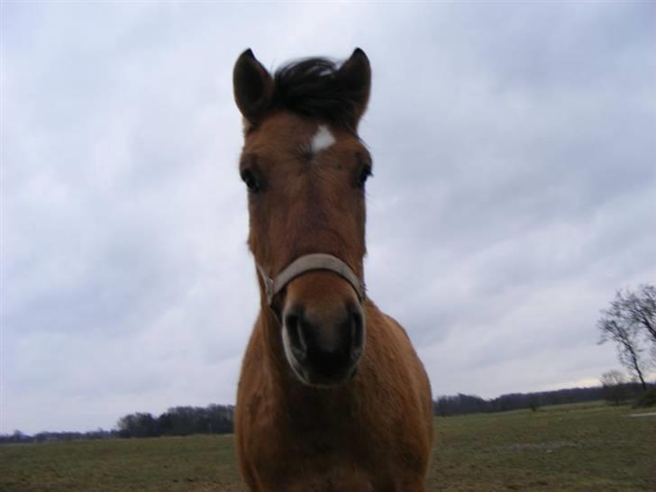 Anden særlig race Julie - Tyran billede 14
