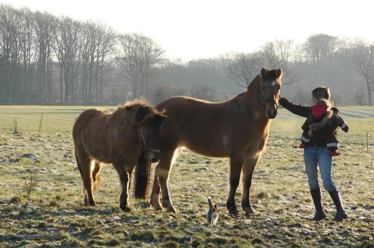Anden særlig race Julie - Sokki, Tyran, Gitte med hendes datter og Mis billede 15