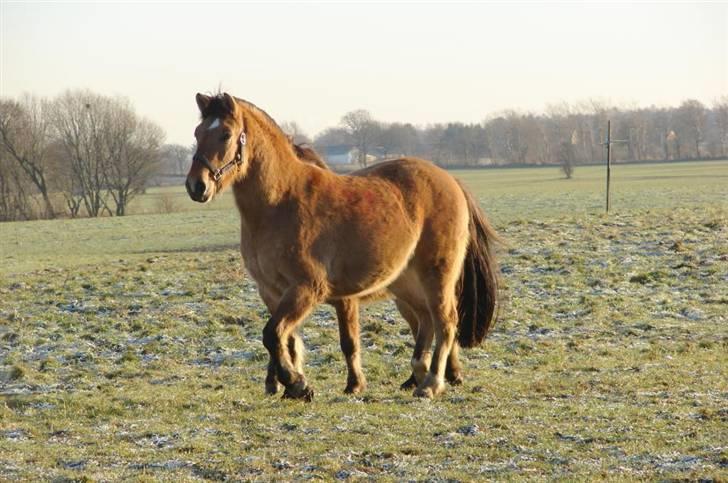 Anden særlig race Julie - Tyran (og Sokki i baggrunden) billede 16