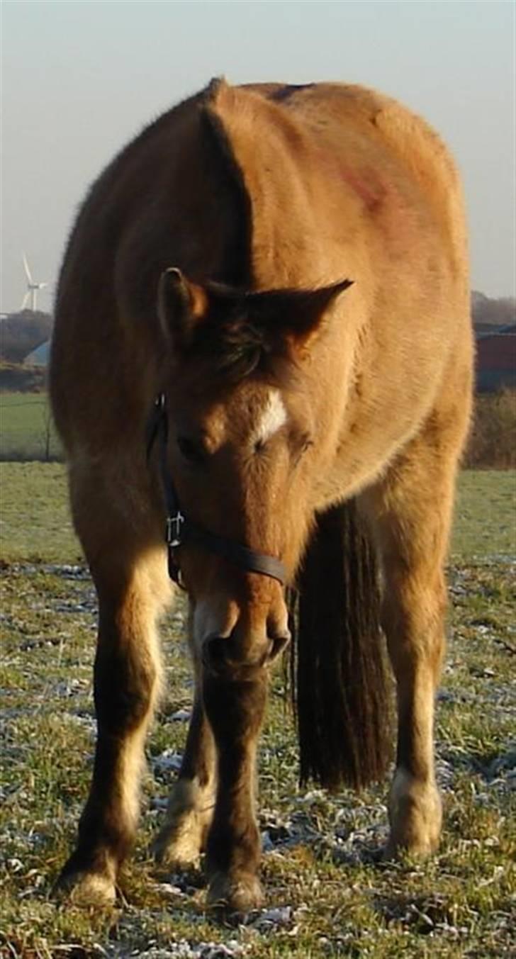 Anden særlig race Julie - Tyran billede 17