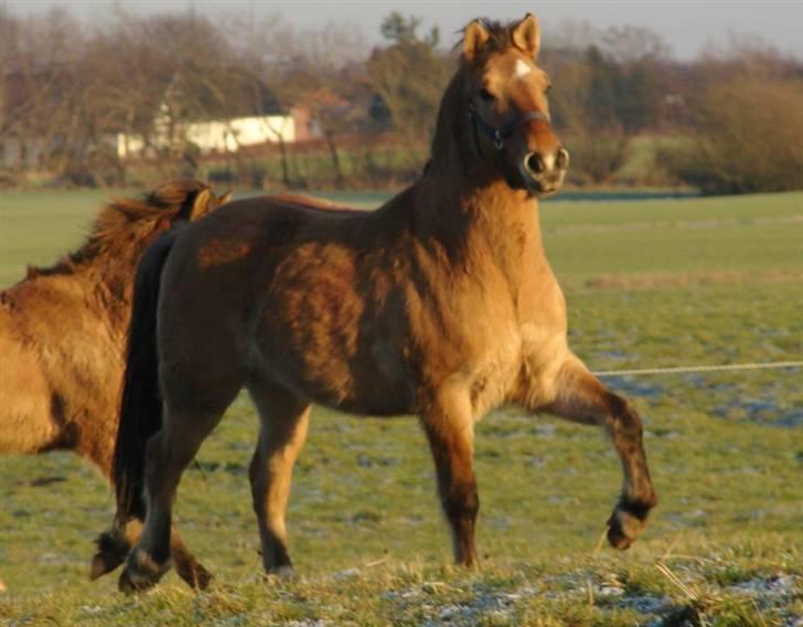 Anden særlig race Julie - Tyran (Og Sokki) billede 19