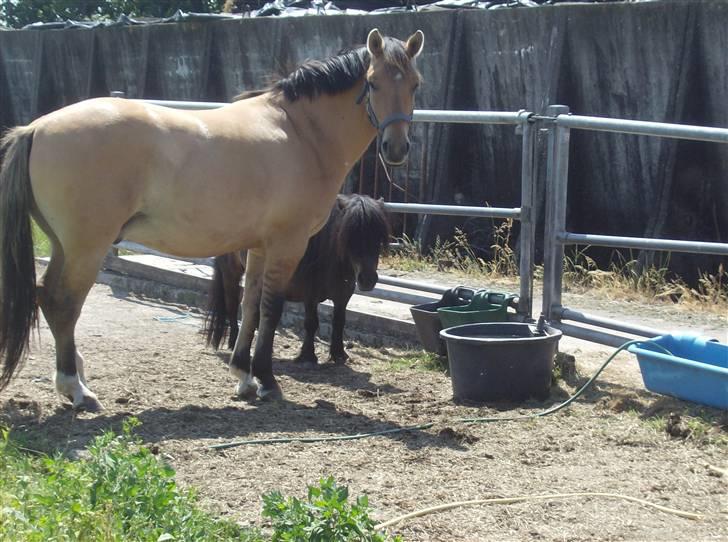 Anden særlig race Julie - Yffe og Rani i sommervarmen, plaget af klæg :( billede 20