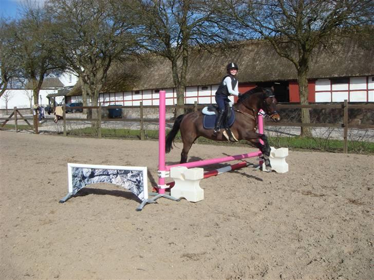 New Forest Sandie Ladager  - Ikke så højt - det var Rigmor og Flickas springhøjde :-) billede 10