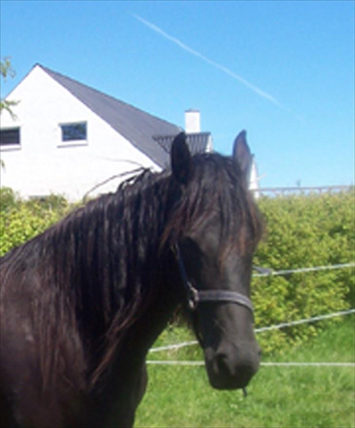 Frieser Lysbert B - Lysbert  billede 1