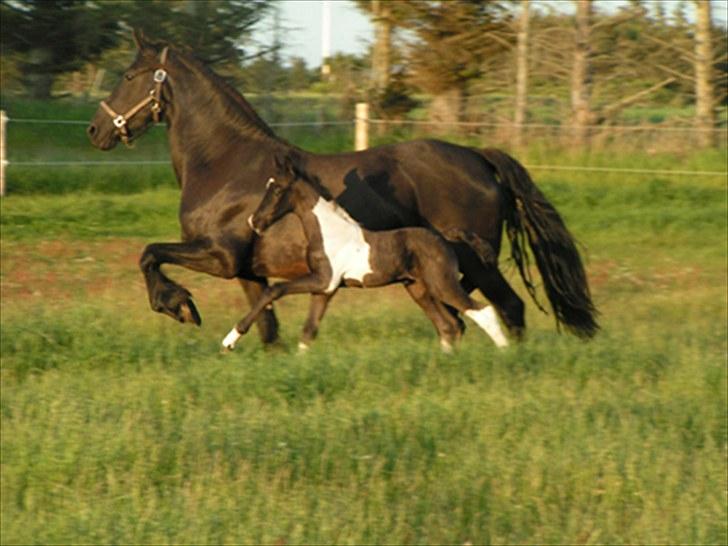 Frieser Lysbert B - Lysbert med sit nye føl Chubert 2010 billede 7